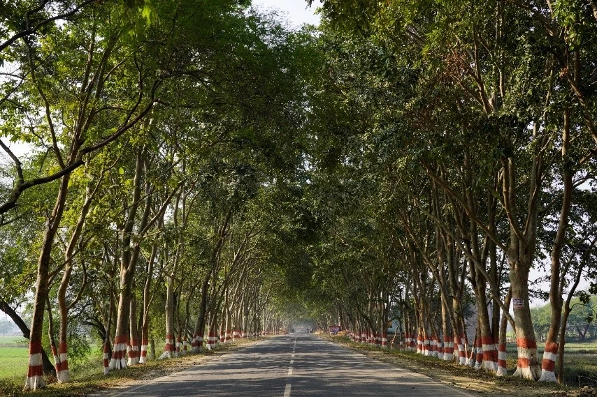 Tree-lined road showing green cover improvement