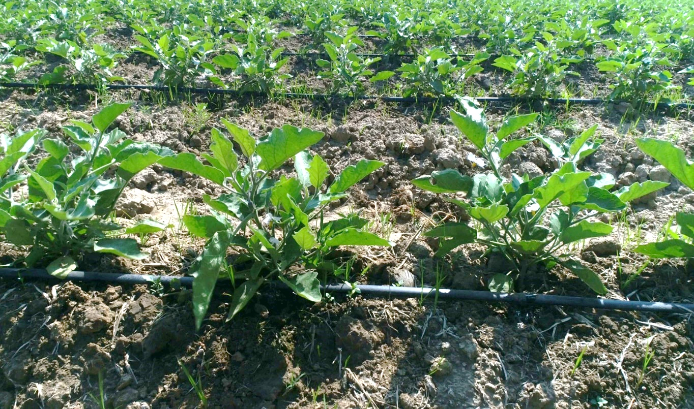 Drip irrigation supporting green cultivation under Jal-Jeevan-Hariyali Abhiyan