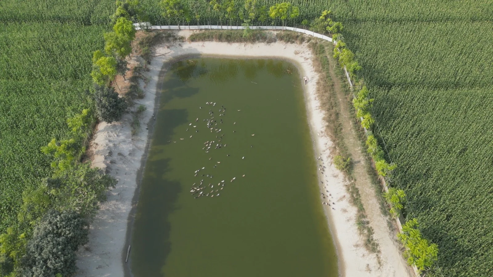 Aerial view of a community pond surrounded by farmland